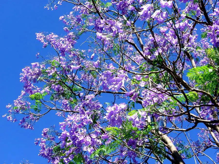 palo de rosa palo de rosa