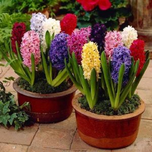 Aprende a plantar jacinto (Hyacinthus orientalis)