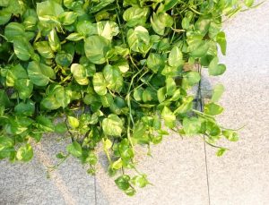 Planta de boa (Epipremnum) - Cómo cuidar