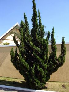 Cómo cuidar a Kaizuka (Juniperus chinensis torulosa)