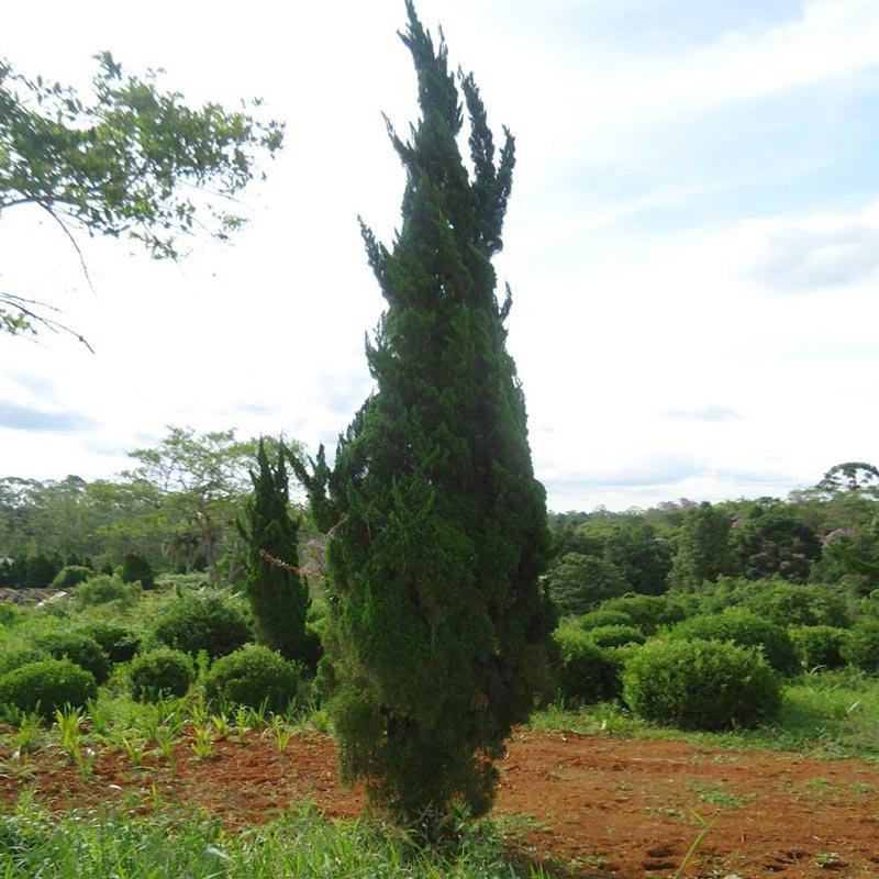 juniperus_chinensis_torulosa