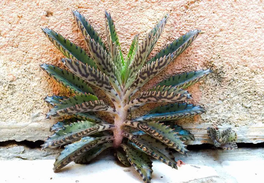 kalanchoe-delagoensis