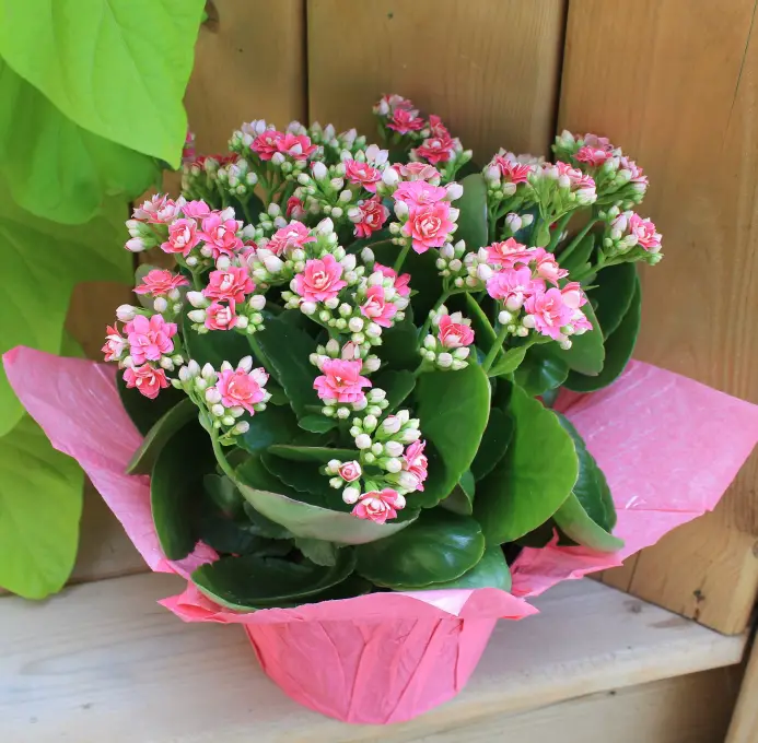 Kalanchoe