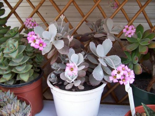 Kalanchoe