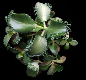 Características y cultivo de la Madre de los Miles (Kalanchoe daigremontiana)