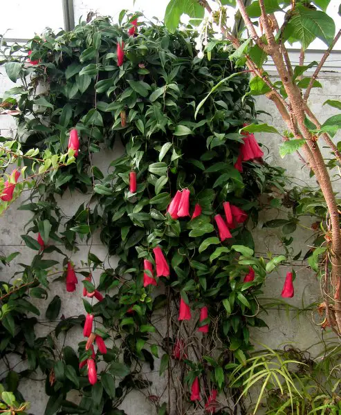 lapageria rosea