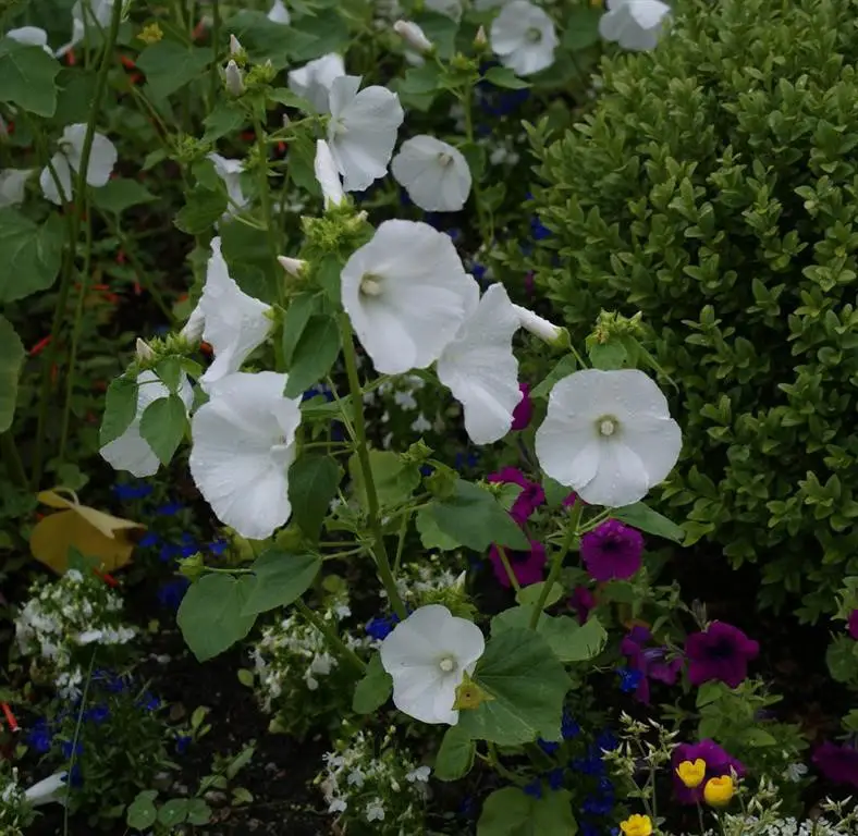 lavatera blanca (mediana)