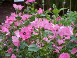 Características de la Lavatera de tres meses (Lavatera trimestris)