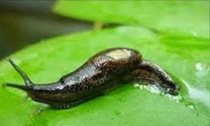 Babosas y caracoles que destruyen cultivos - Cuidado