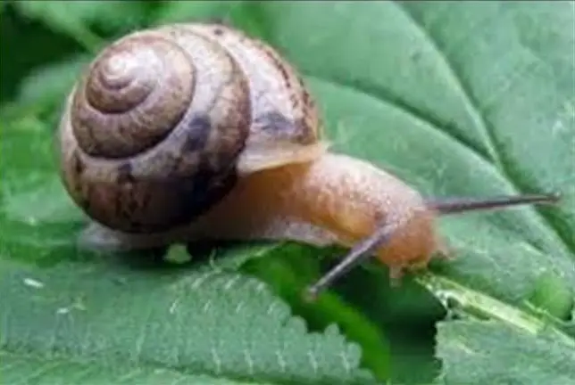 babosa y caracol