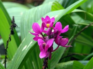 Idioma de las flores Orquídea