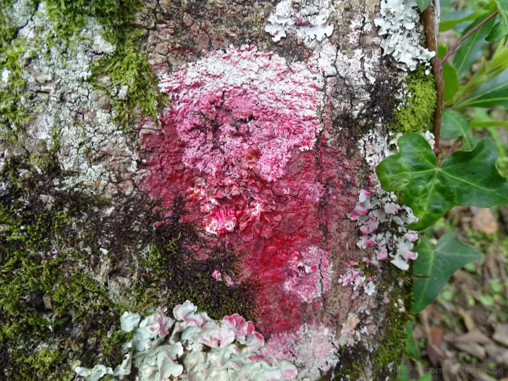 liquen rojo liquen rojo