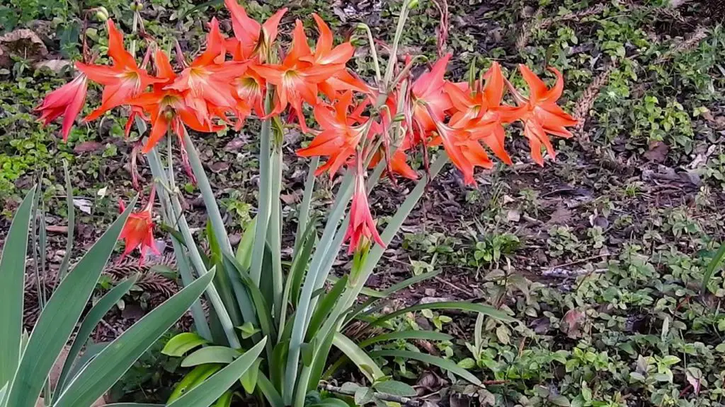 lirio de los campos lirio de los campos