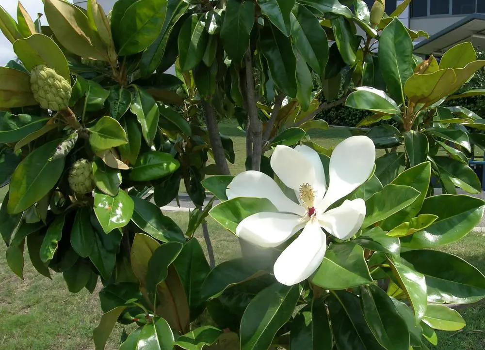 Magnolia grandiflora,