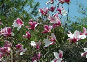 Características y cultivo de Magnolia (Magnolia liliflora)