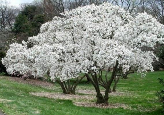 magnolia blanca