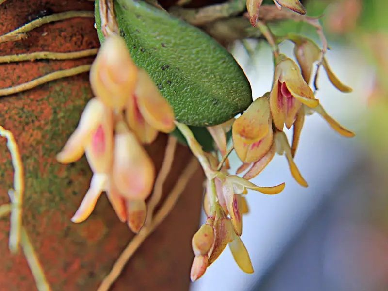 malformado malformado