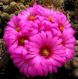 Características del cactus Mammillaria bombycina