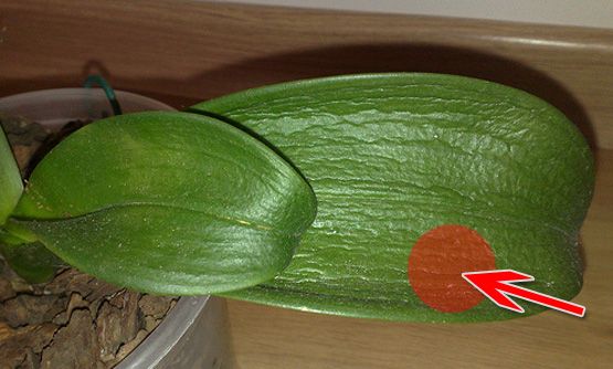 mancha rojiza mancha rojiza