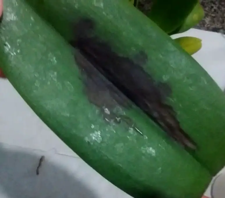 punto negro punto negro