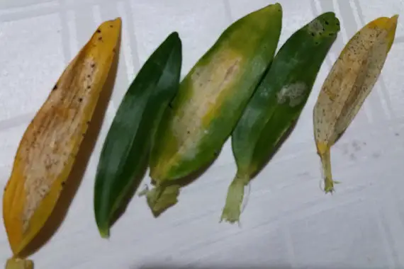 manchas de enfermedad manchas de enfermedad