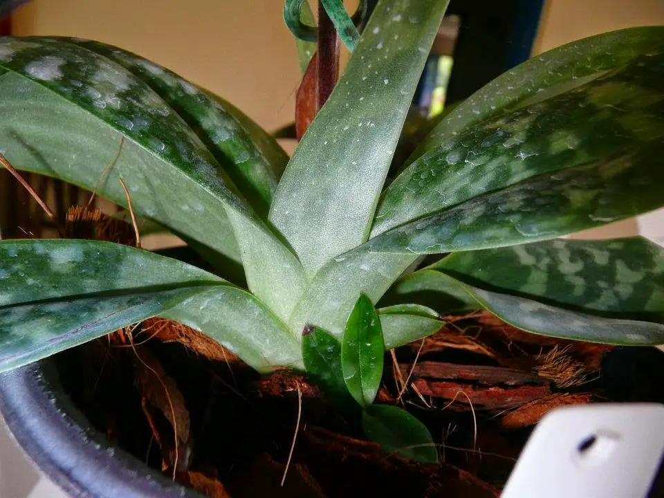 Tintes naturales de Paphiopedilum Tintes naturales de Paphiopedilum