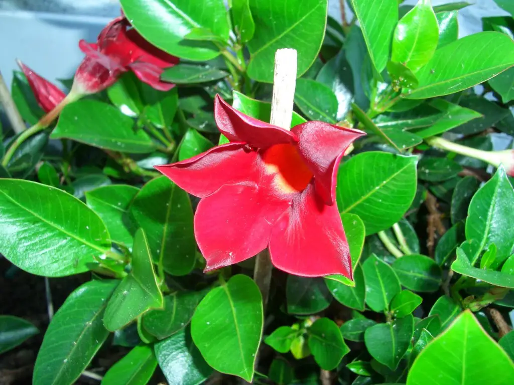 mandevilla-2