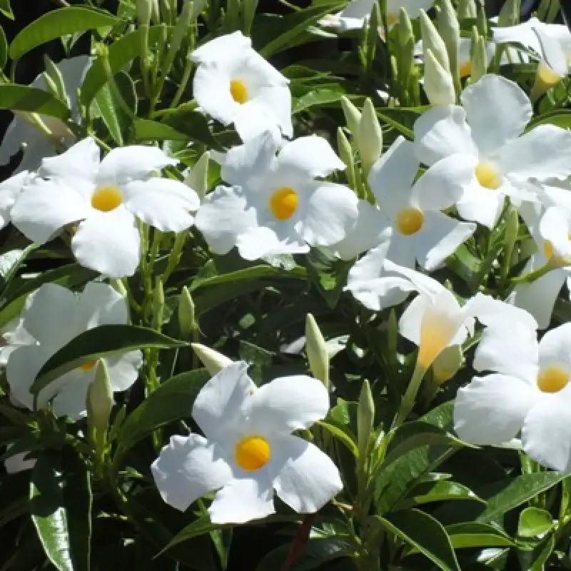 mandevilla blanca