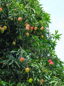 Árboles frutales para cultivar en casa