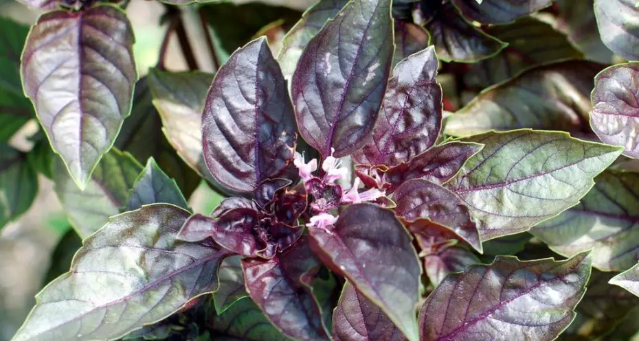 albahaca morada