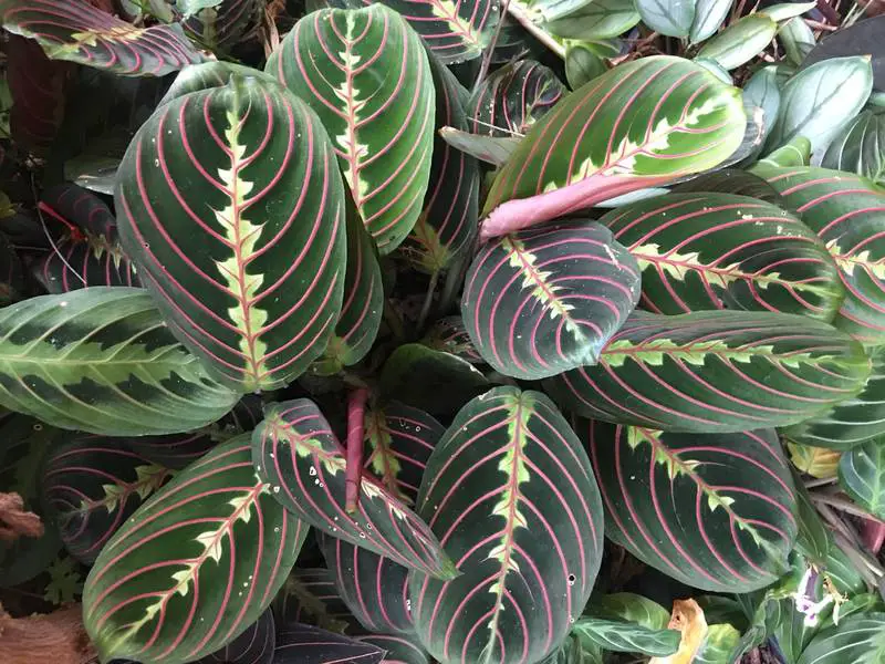 gato-bigote-d maranta