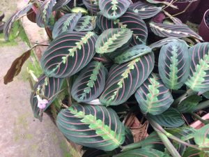 Características y cultivo de Maranta rayado (Calathea ornata sanderiana)