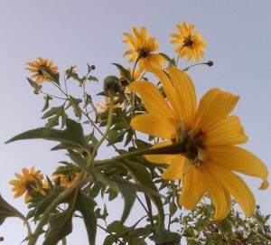 Características de la margarita (Tithonia diversifolia)