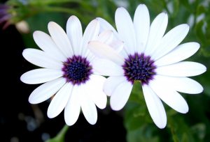Características de Cape Daisy (Osteospermum ecklonis)