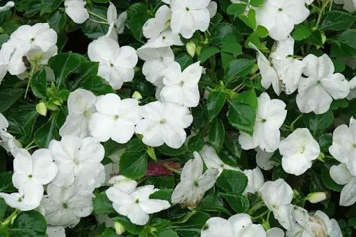 maria blanca desvergonzada