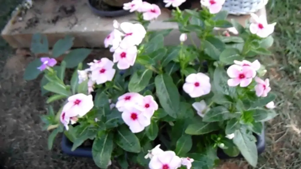 María desvergonzada