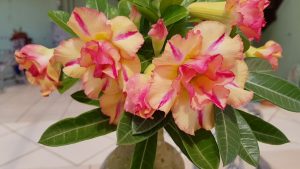 Cómo hacer que tus rosas del desierto florezcan el doble