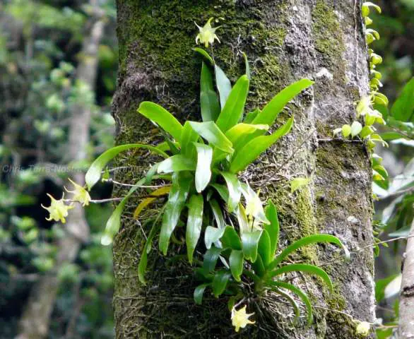 Arachnites de Aeranthes