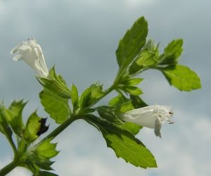 Bálsamo de limón infundido