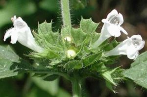 Bálsamo de limón - Melissa officinalis