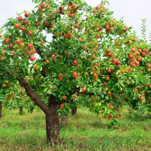árbol de manzana