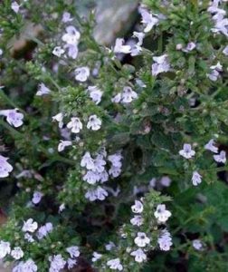 Mentuccia - Calamitha nepeta