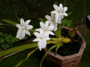 Características de la orquídea Miltonia regnelli