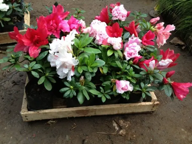 mini-azalea-duplicada