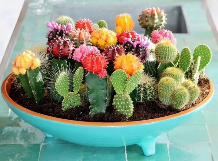 mini cactus