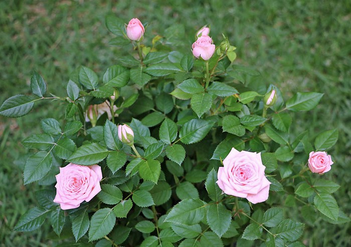 mini rosa