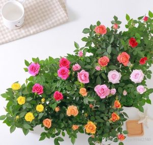 Aprende a plantar y cuidar mini rosas en macetas