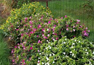 Características y cultivo de la belleza nocturna (Mirabilis jalapa)