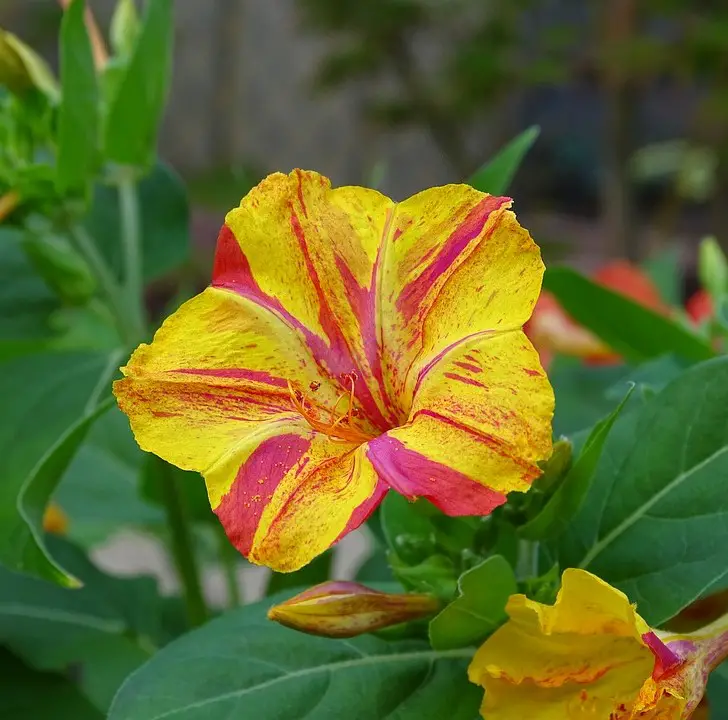 mirabilis amarillo