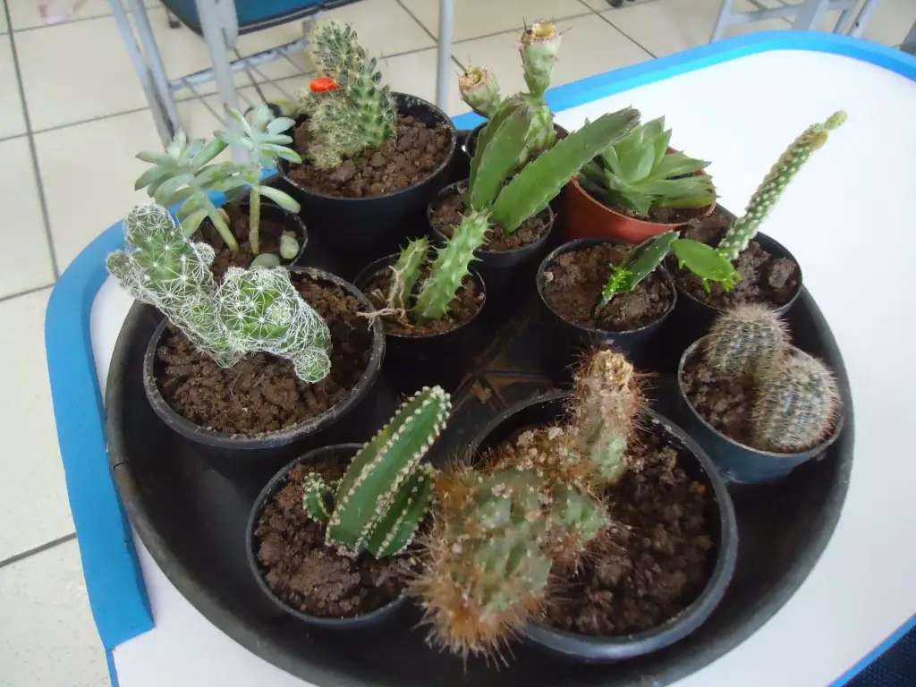 mezcla de cactus